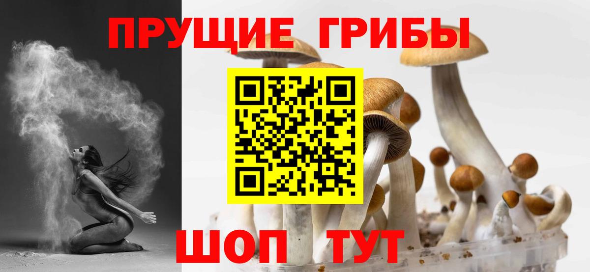Галлюциногенные грибы Psilocybe Минеральные Воды